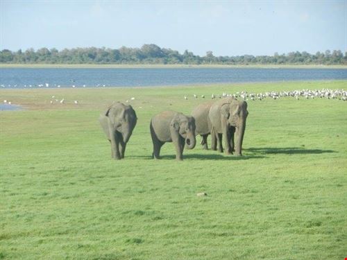  Polonnaruwa sabrina sabrina